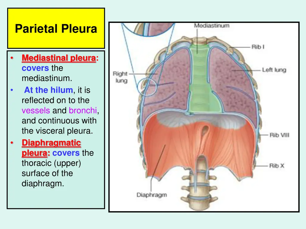 parietal pleura 2