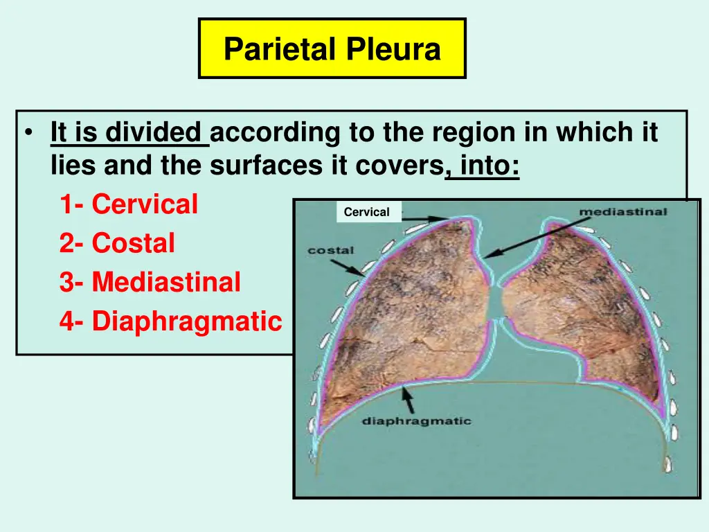 parietal pleura