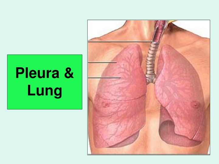 pleura lung