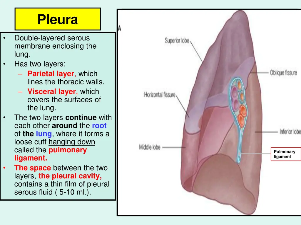 pleura