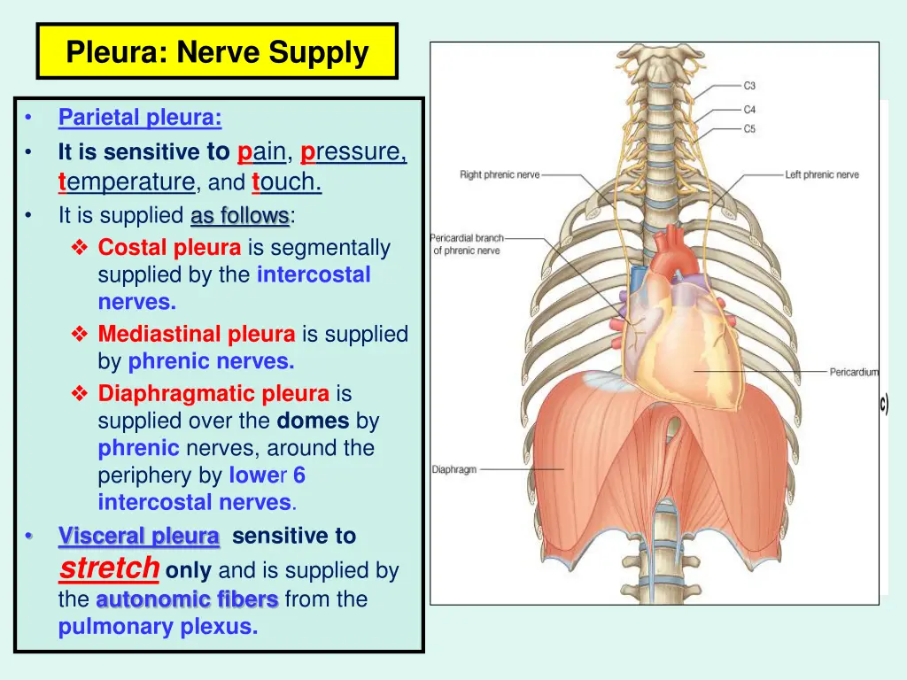 pleura nerve supply