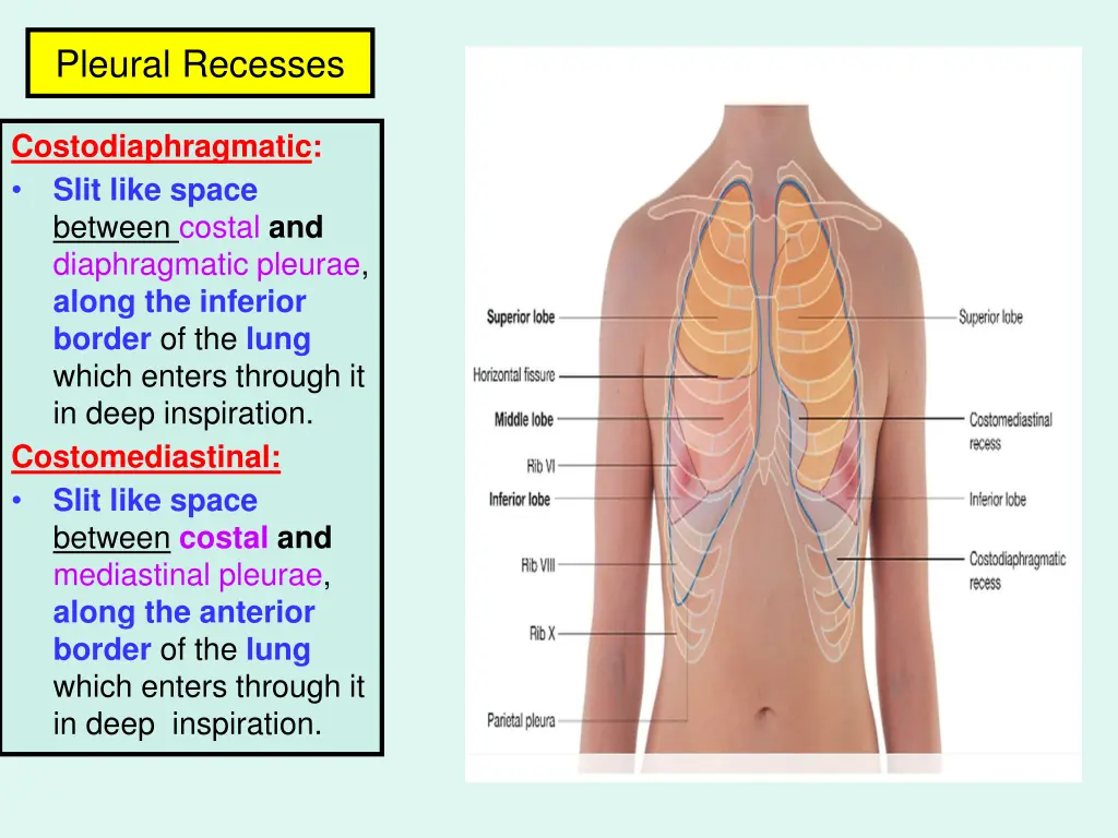 pleural recesses