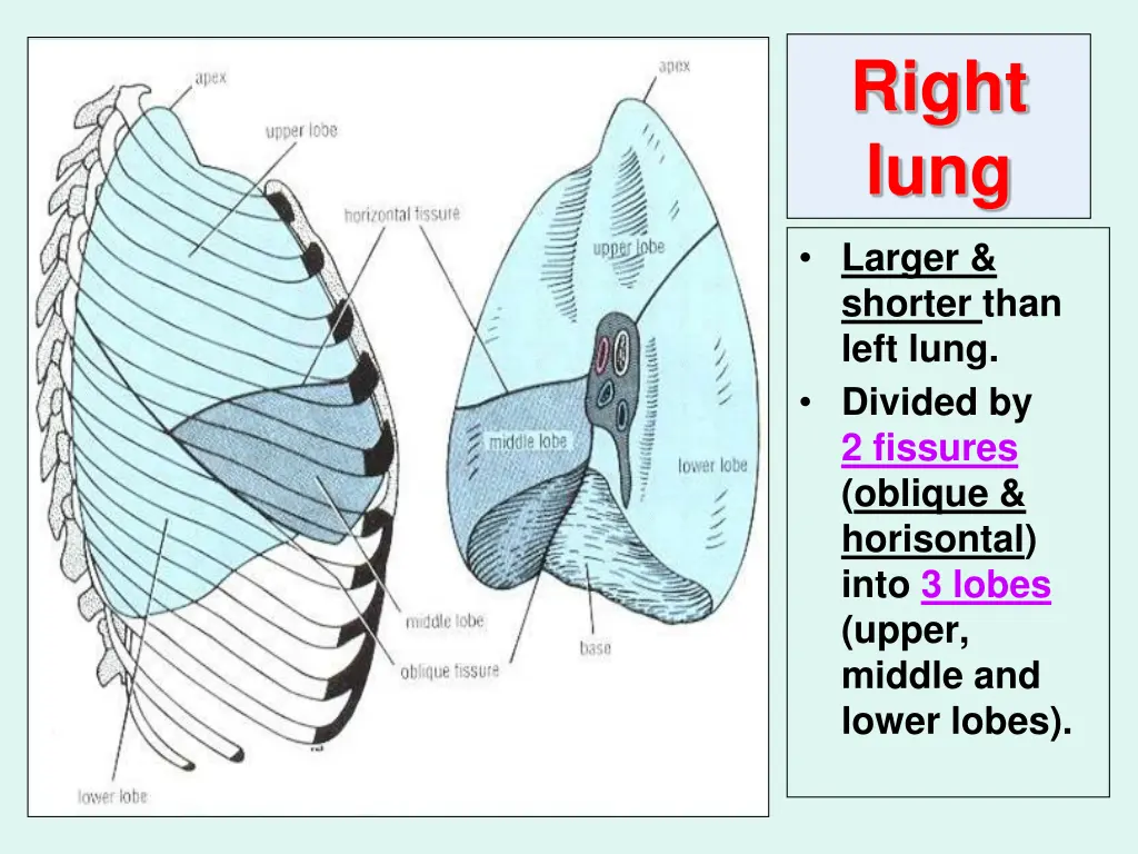 right lung