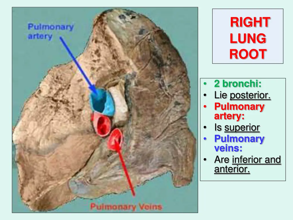 right lung root