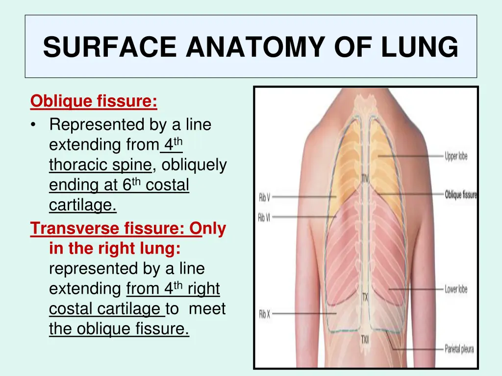 surface anatomy of lung 1