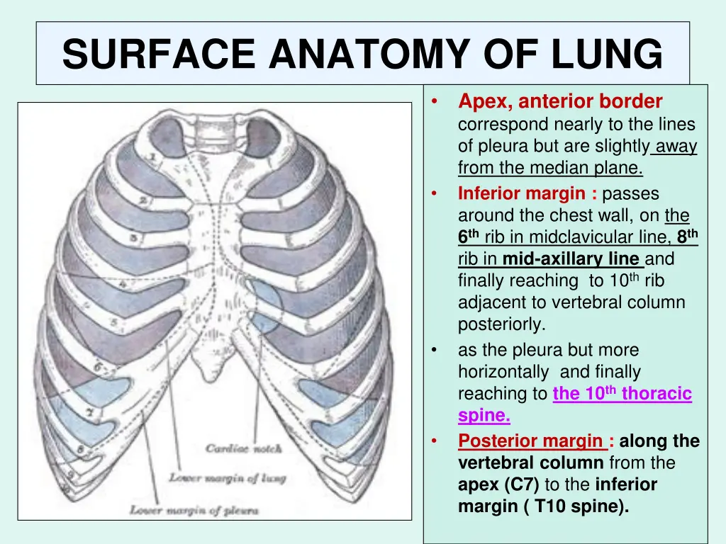 surface anatomy of lung