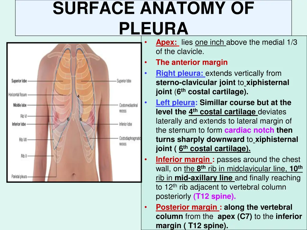 surface anatomy of pleura apex lies one inch