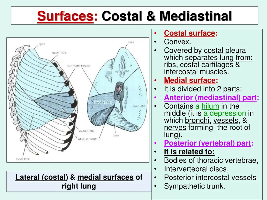 surfaces costal mediastinal