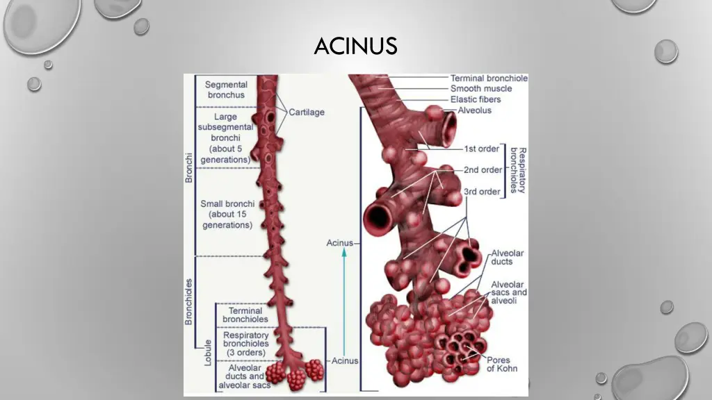 acinus