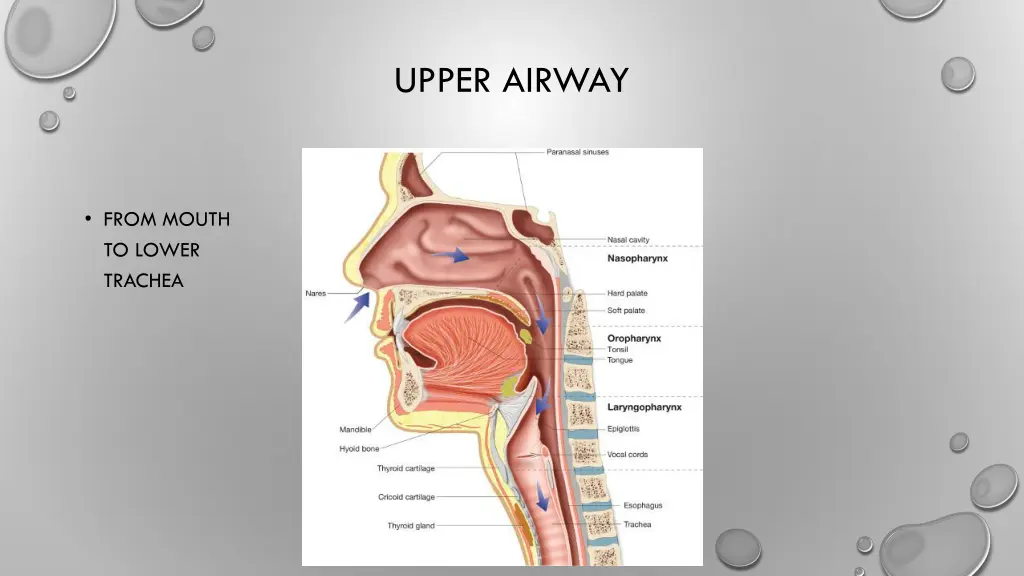 upper airway