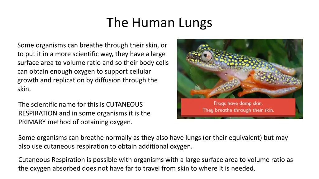 the human lungs 1