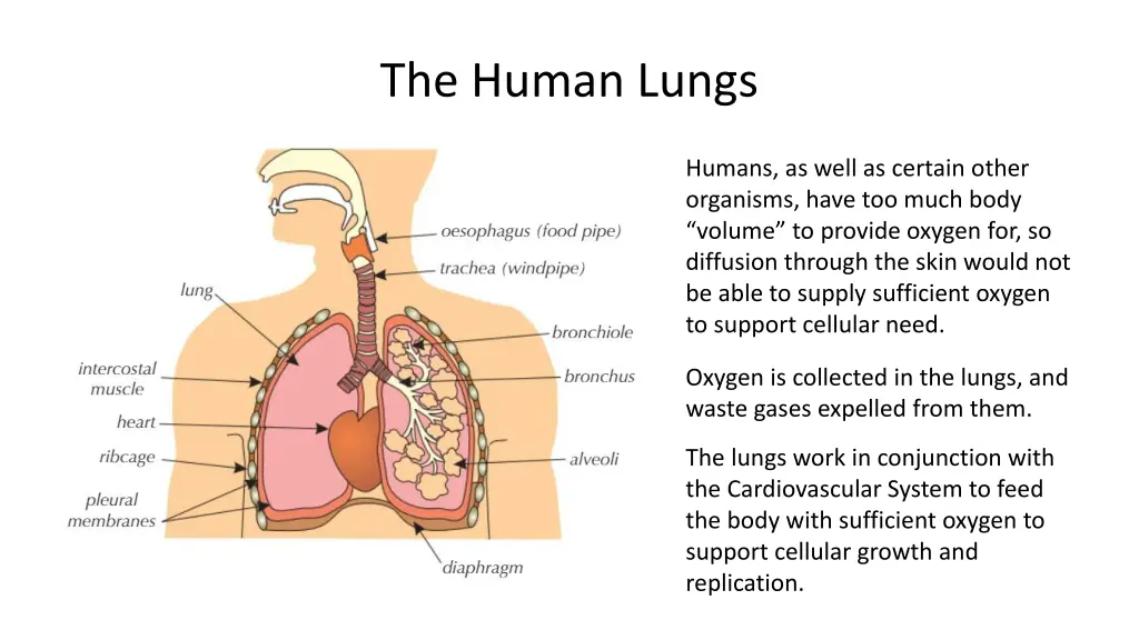 the human lungs 2