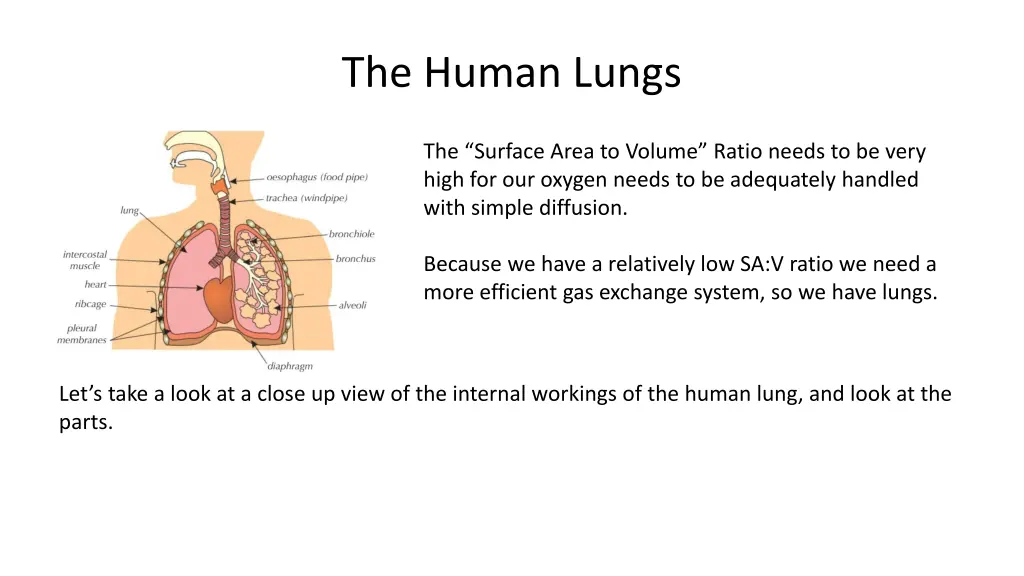 the human lungs 3