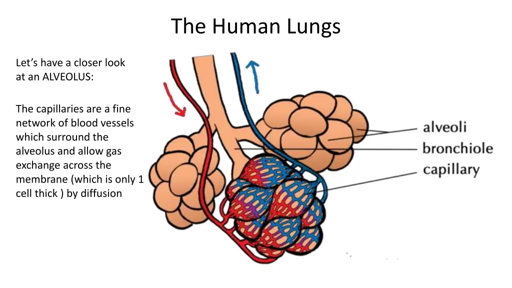 the human lungs 4