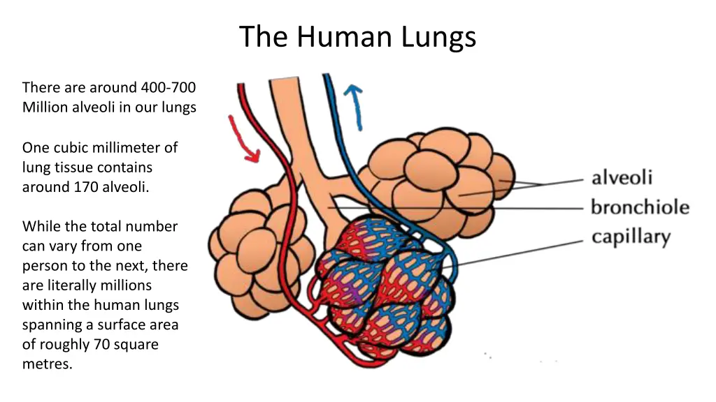 the human lungs 5