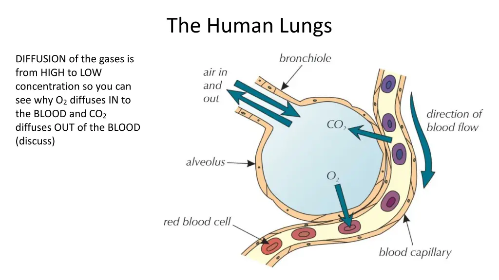 the human lungs 6