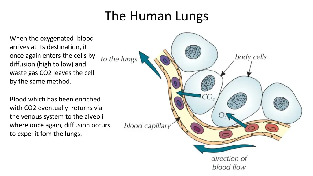 the human lungs 7