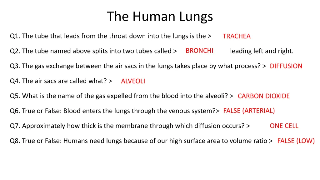 the human lungs 8