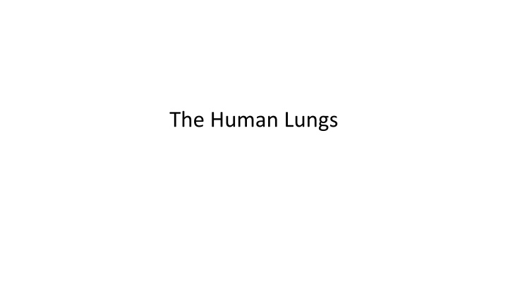 the human lungs