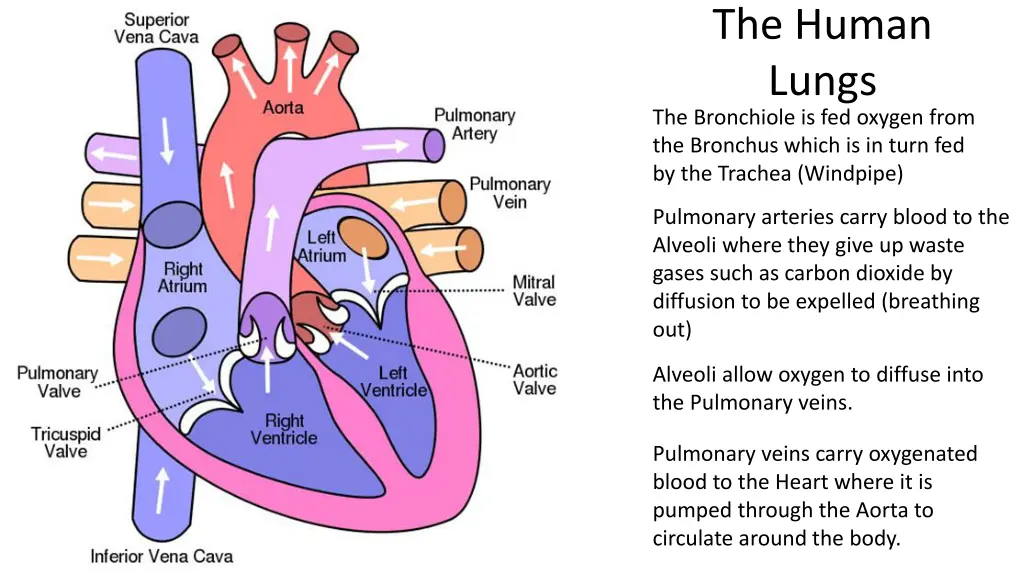 the human lungs the bronchiole is fed oxygen from 1