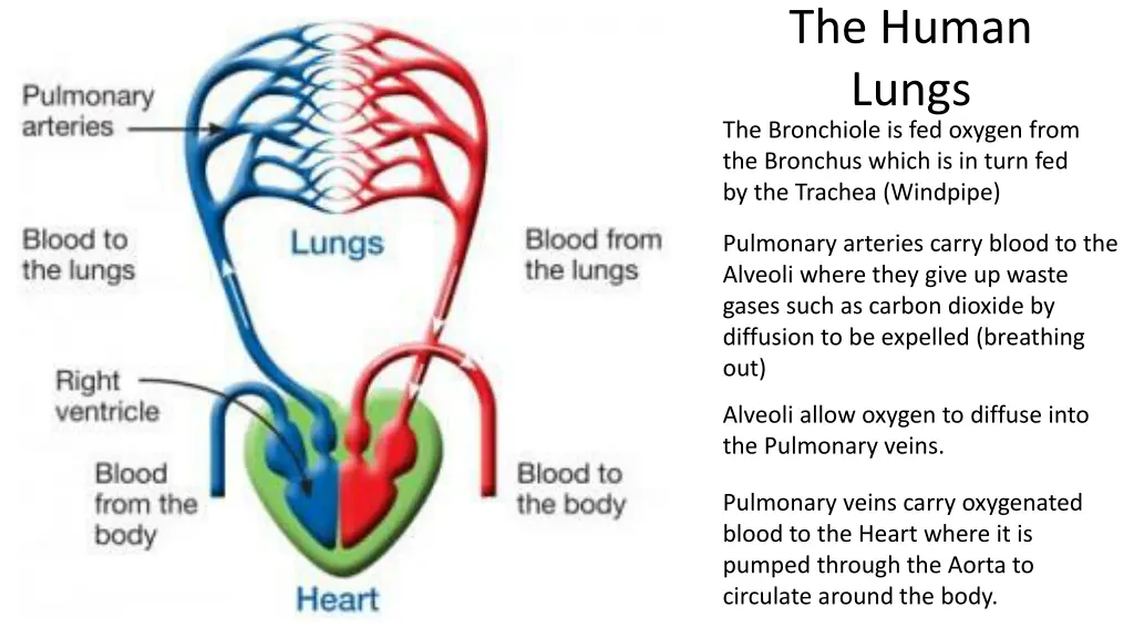 the human lungs the bronchiole is fed oxygen from