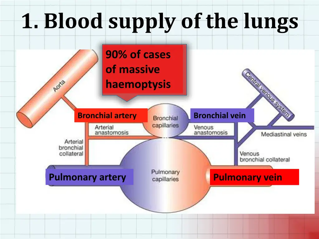 1 blood supply of the lungs