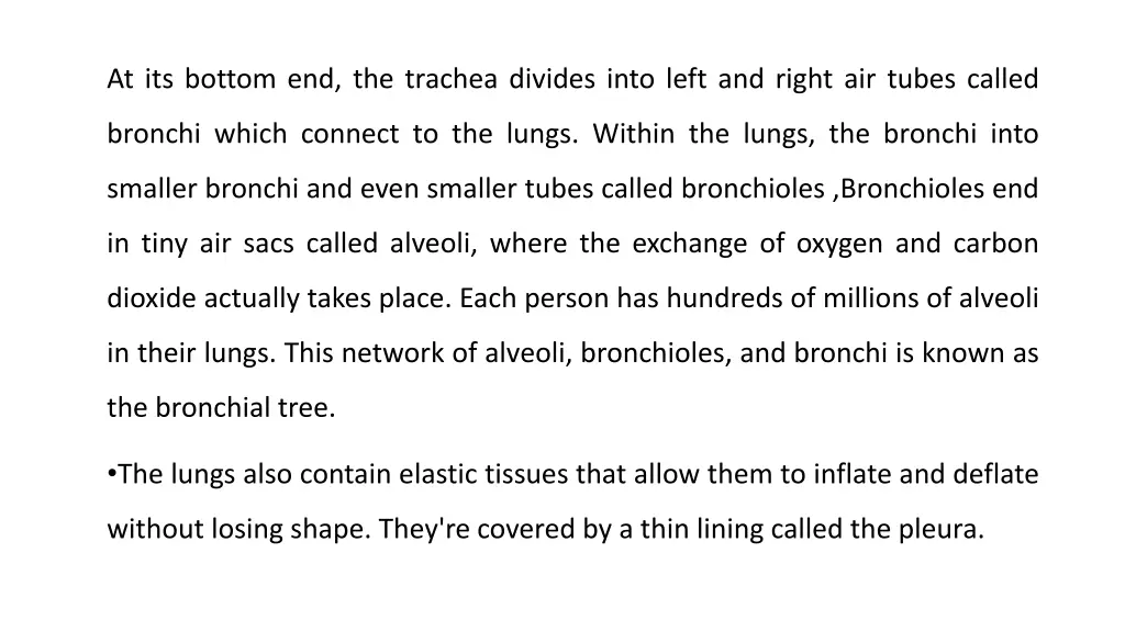 at its bottom end the trachea divides into left