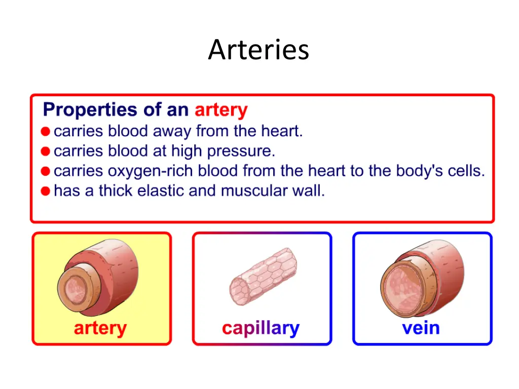 arteries