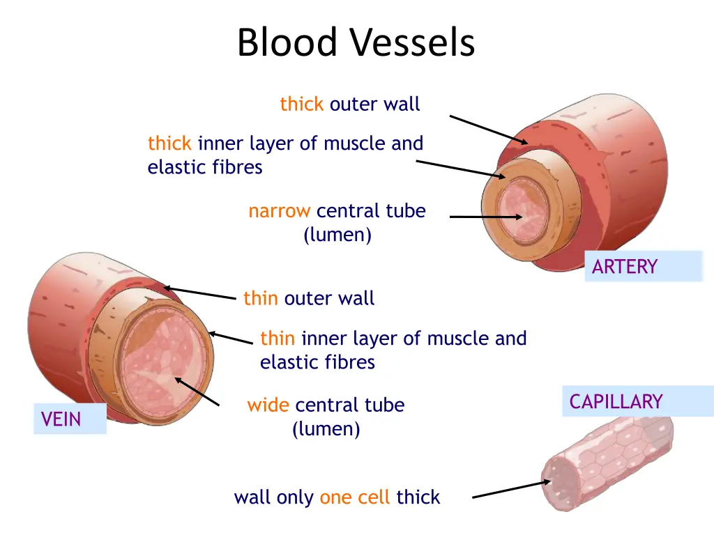 blood vessels 1