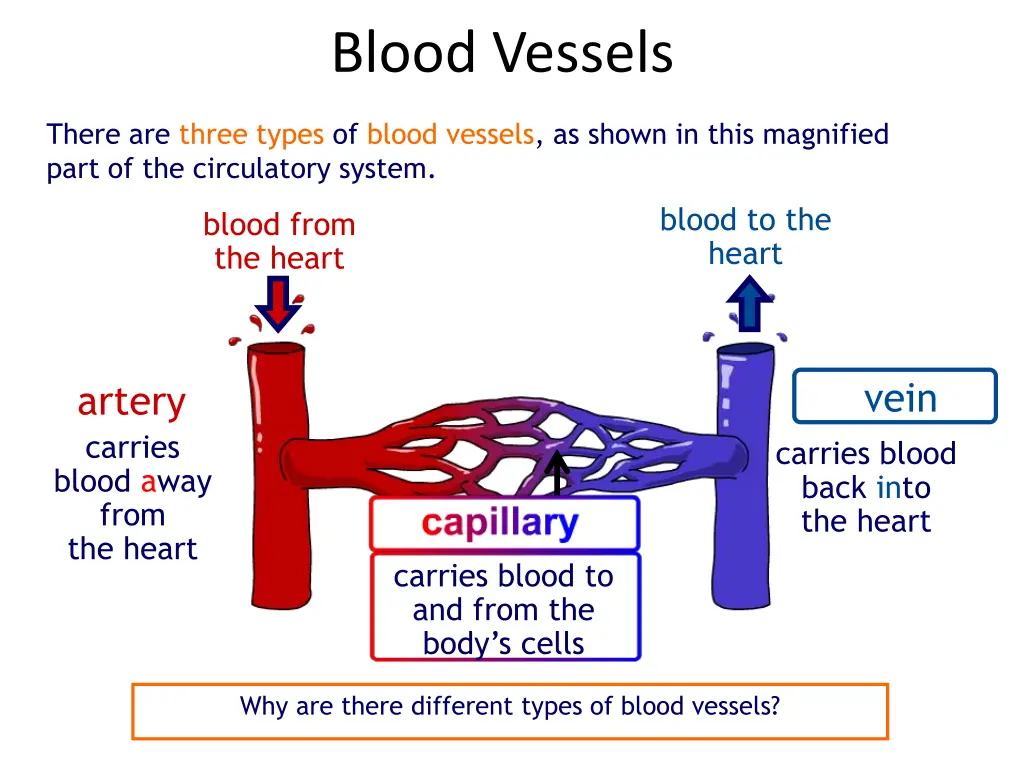 blood vessels