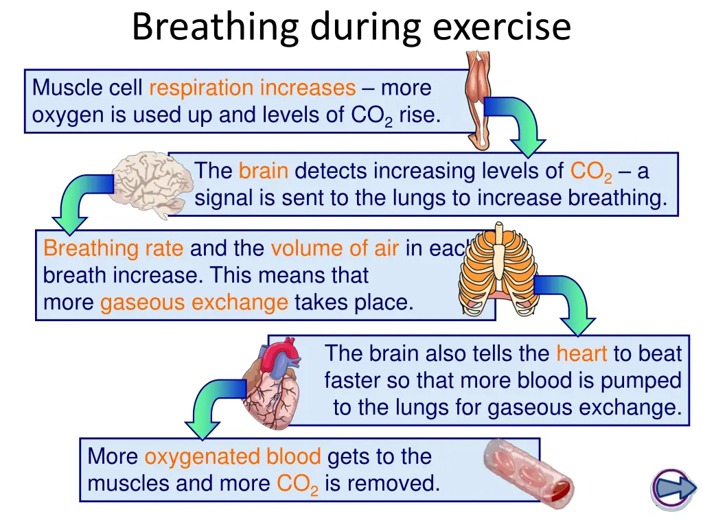 breathing during exercise 1