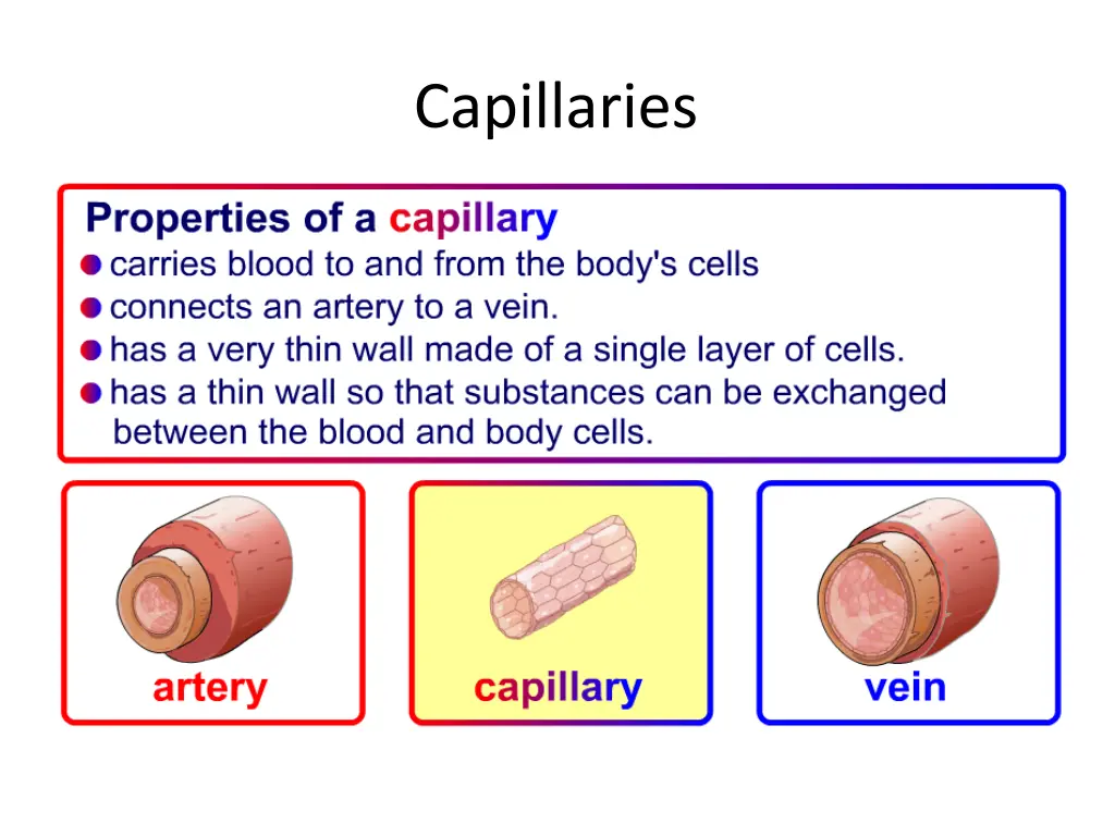 capillaries