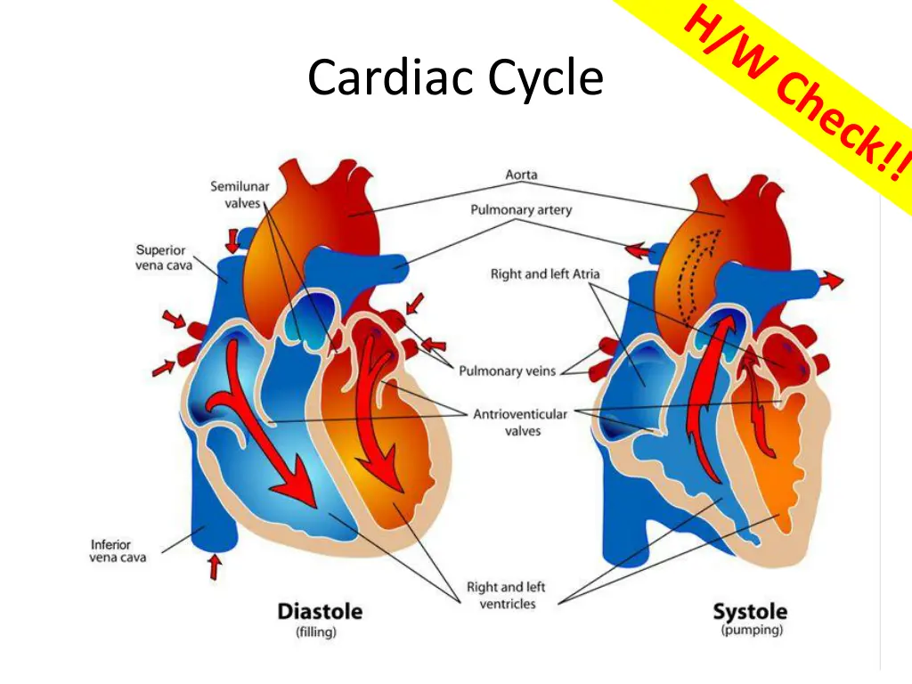 cardiac cycle