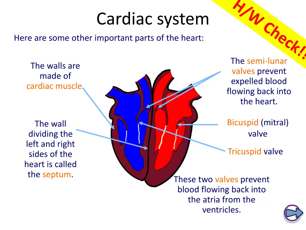 cardiac system 1