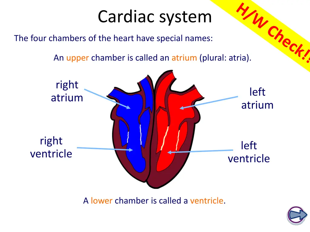 cardiac system