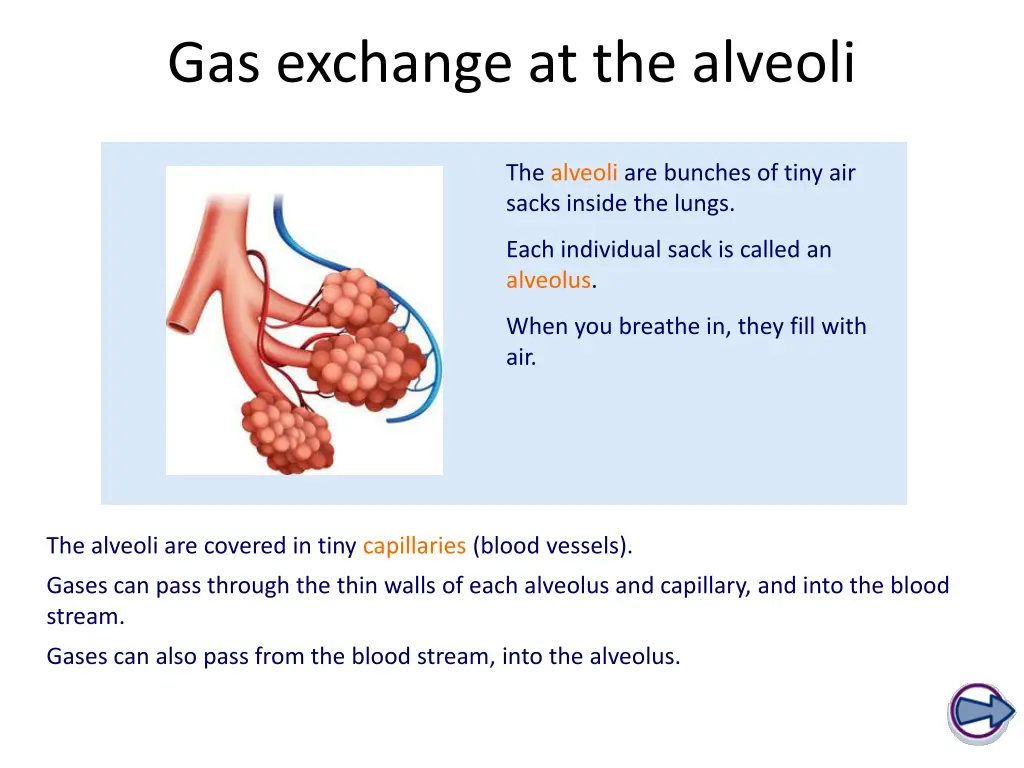 gas exchange at the alveoli