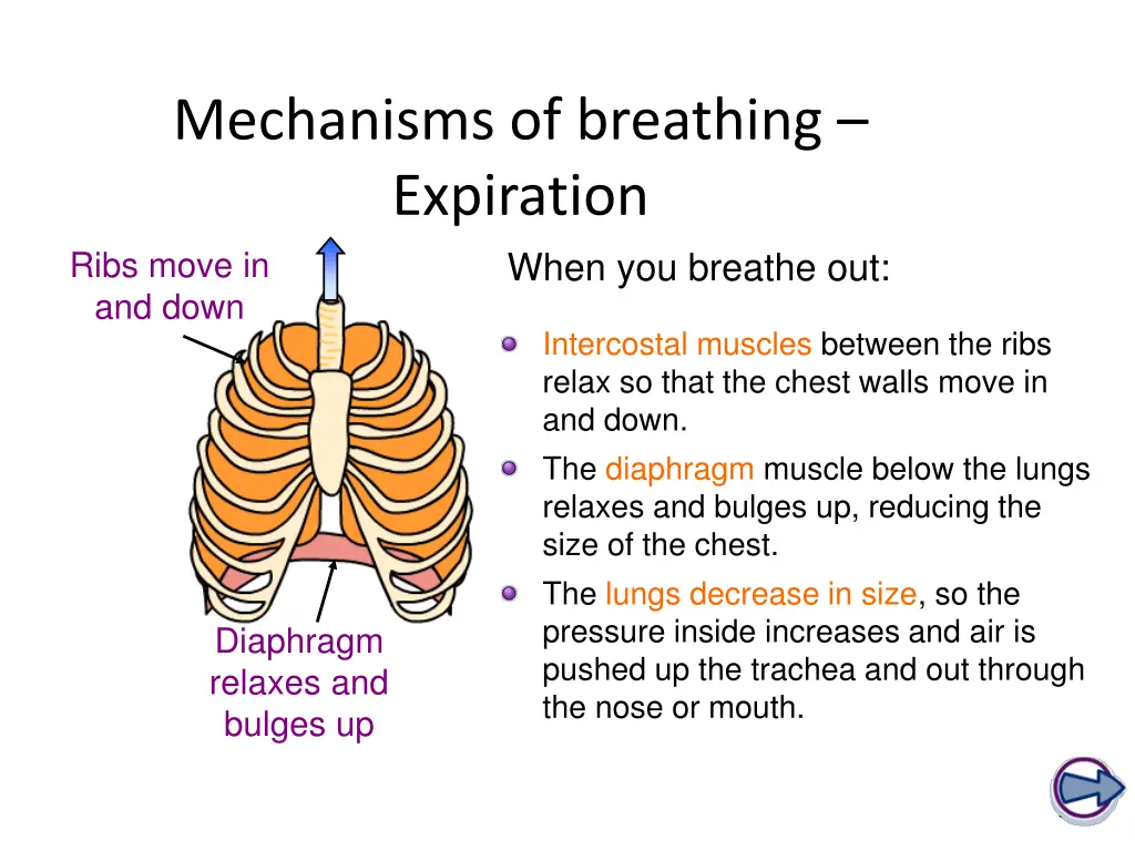 mechanisms of breathing expiration when