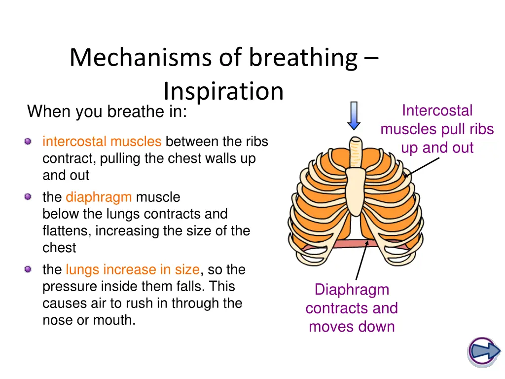 mechanisms of breathing inspiration