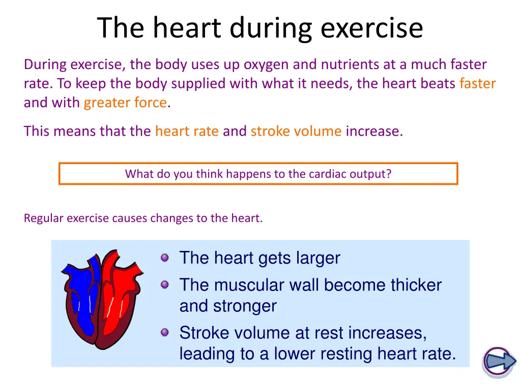 the heart during exercise 1