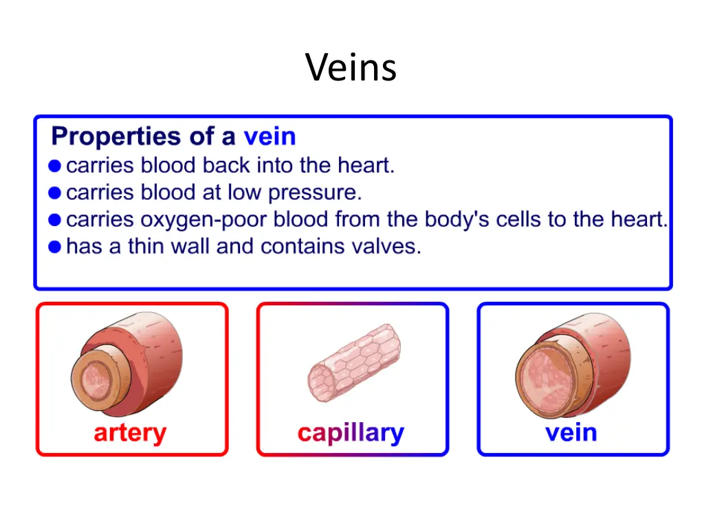 veins