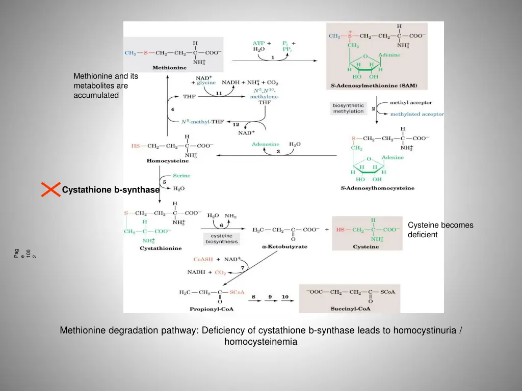 methionine and its metabolites are accumulated