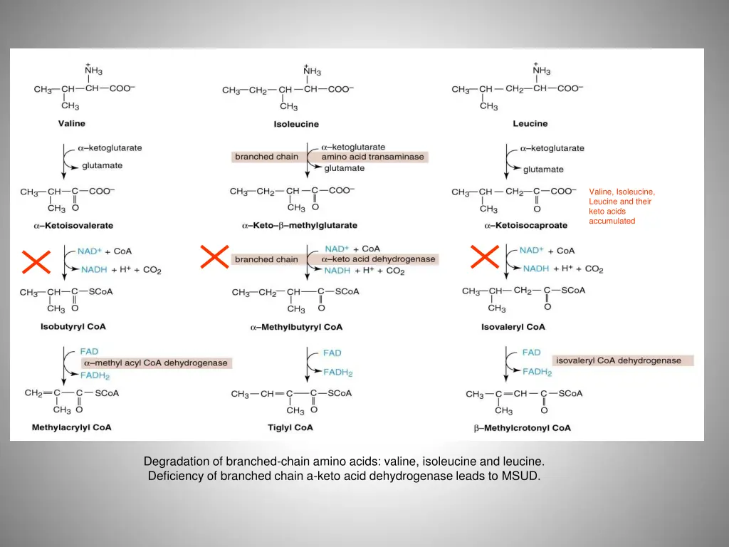 valine isoleucine leucine and their keto acids