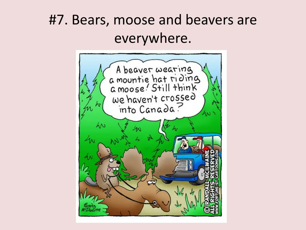 7 bears moose and beavers are everywhere