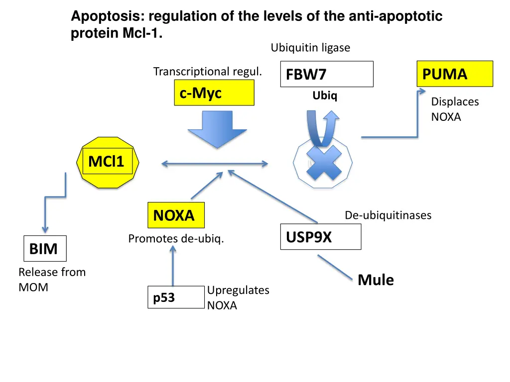 apoptosis regulation of the levels of the anti