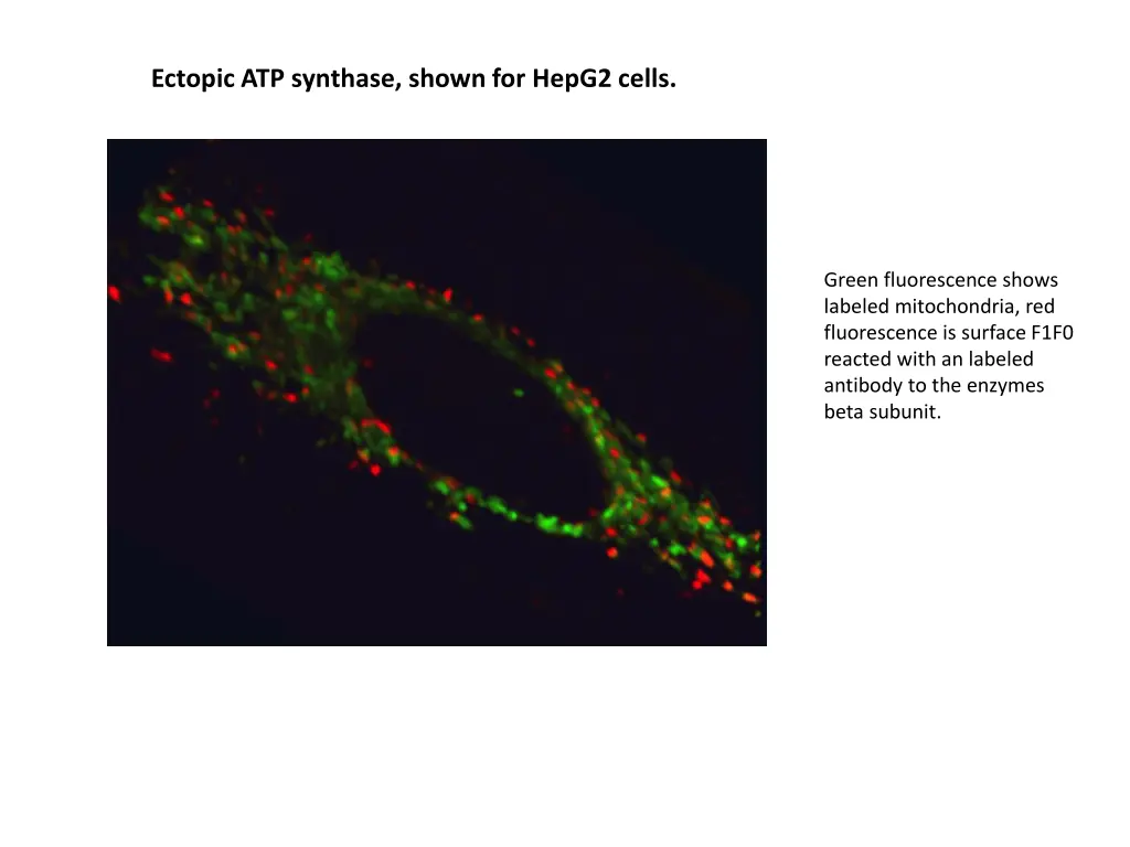 ectopic atp synthase shown for hepg2 cells