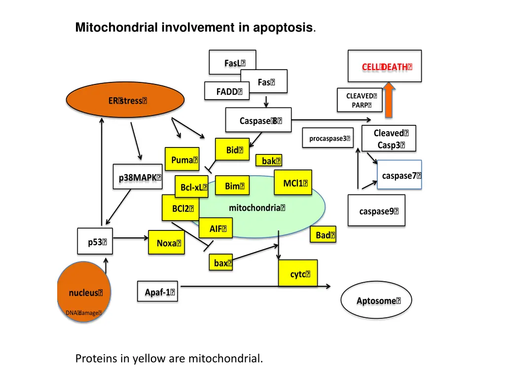 mitochondrial involvement in apoptosis