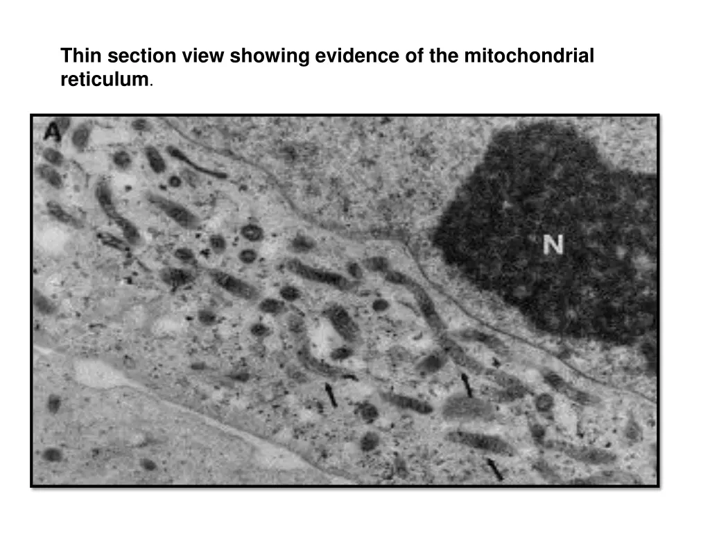 thin section view showing evidence