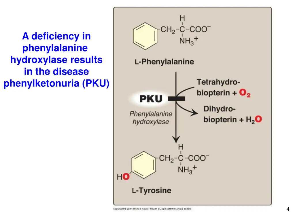 a deficiency in phenylalanine hydroxylase results