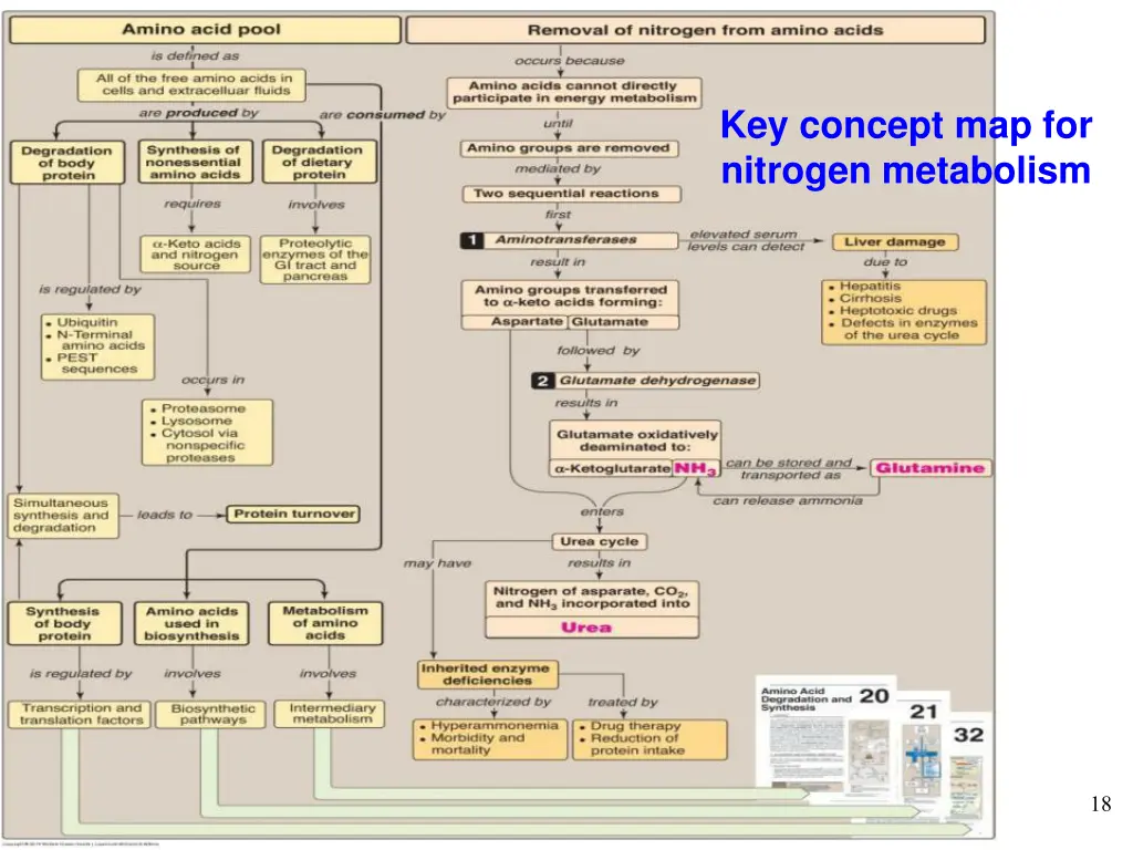 key concept map for nitrogen metabolism