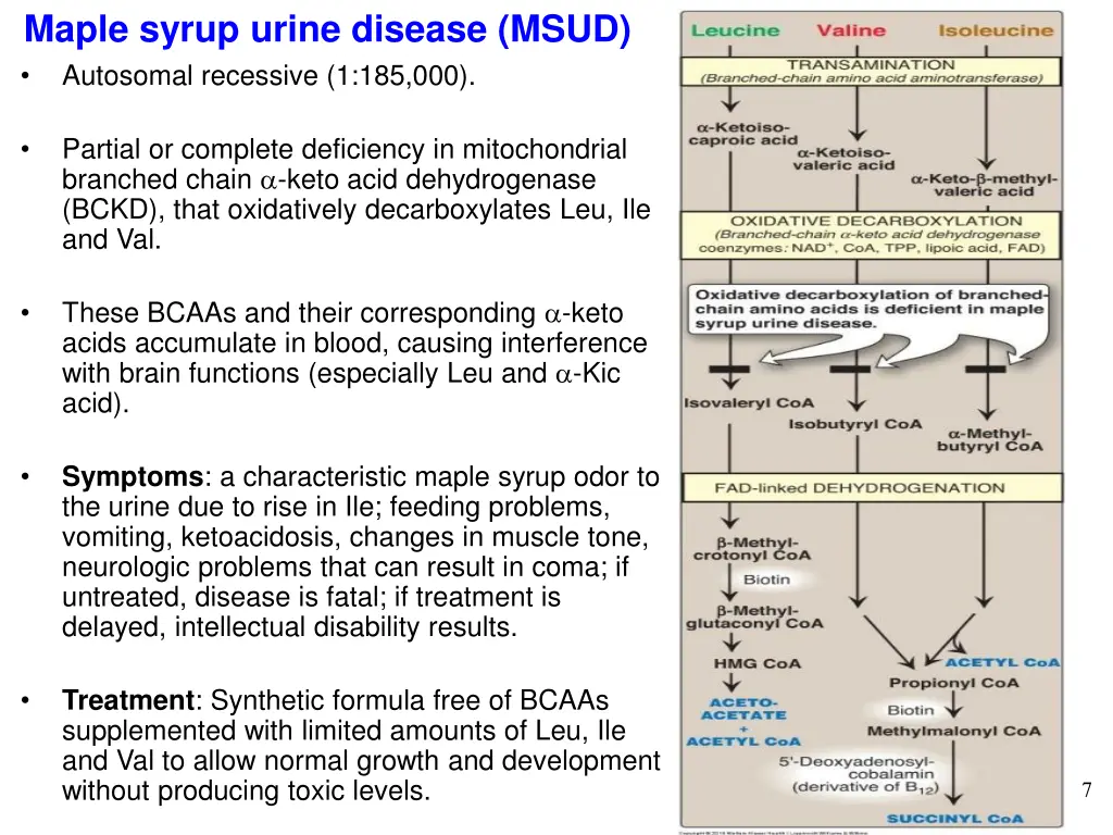 maple syrup urine disease msud autosomal